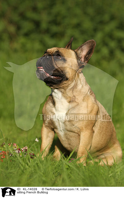 sitzende Franzsische Bulldogge / sitting French Bulldog / KL-14028