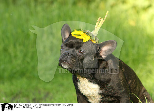Franzsische Bulldogge Portrait / French Bulldog Portrait / KL-14033