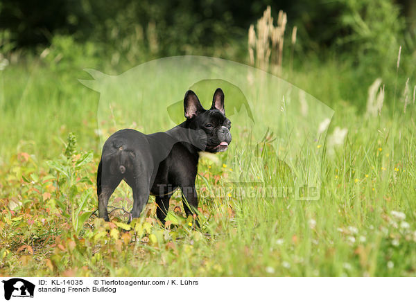 stehende Franzsische Bulldogge / standing French Bulldog / KL-14035