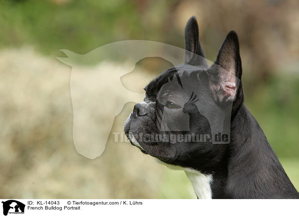Franzsische Bulldogge Portrait / French Bulldog Portrait / KL-14043