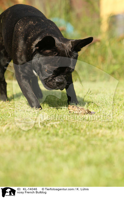 neugierige Franzsische Bulldogge / nosy French Bulldog / KL-14046