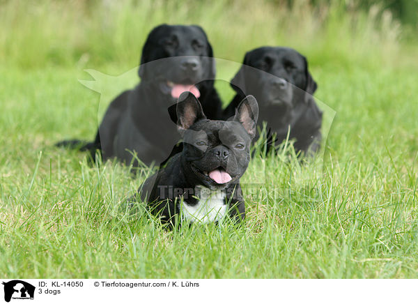 3 Hunde / 3 dogs / KL-14050