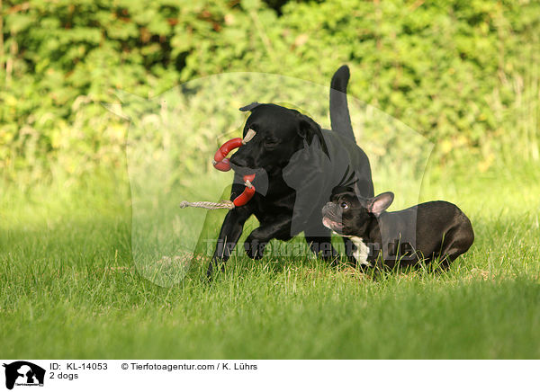 2 Hunde / 2 dogs / KL-14053