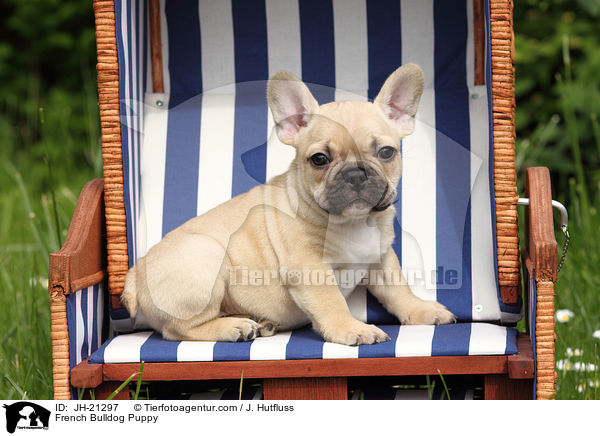 Franzsische Bulldogge Welpe / French Bulldog Puppy / JH-21297