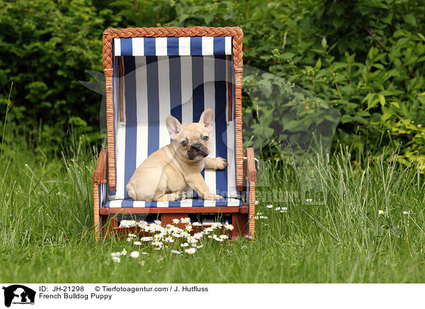 Franzsische Bulldogge Welpe / French Bulldog Puppy / JH-21298