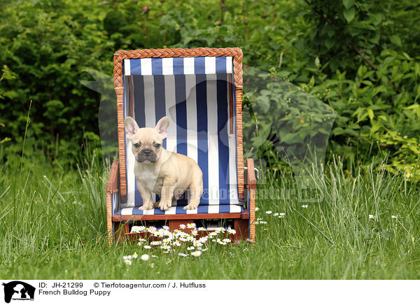 Franzsische Bulldogge Welpe / French Bulldog Puppy / JH-21299