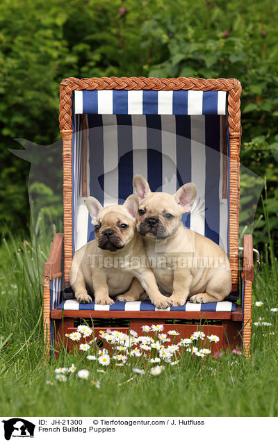 French Bulldog Puppies / JH-21300