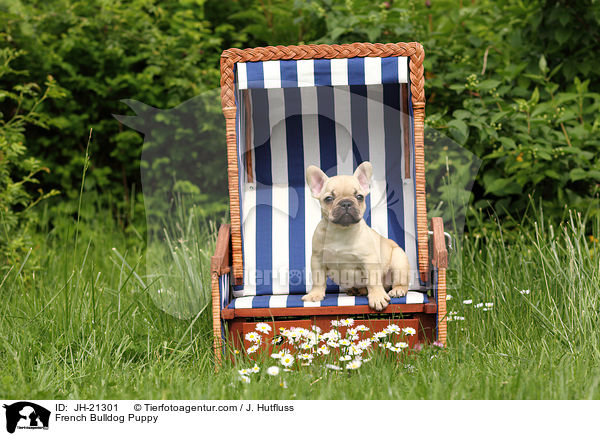 Franzsische Bulldogge Welpe / French Bulldog Puppy / JH-21301