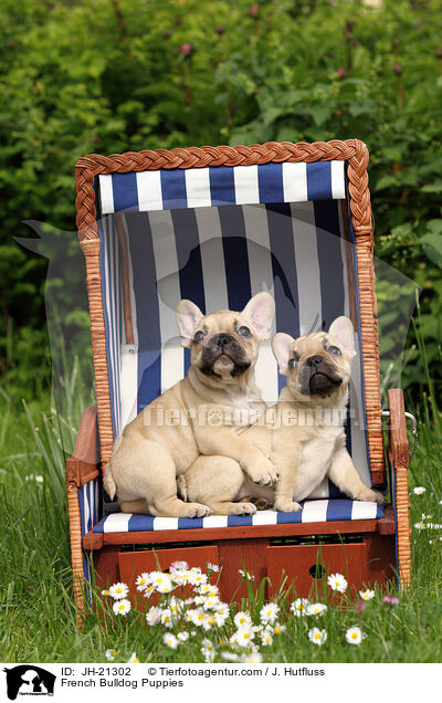 Franzsische Bulldoggen Welpen / French Bulldog Puppies / JH-21302