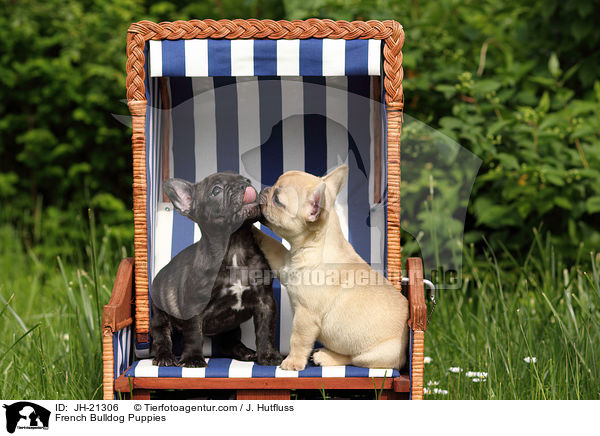 Franzsische Bulldoggen Welpen / French Bulldog Puppies / JH-21306