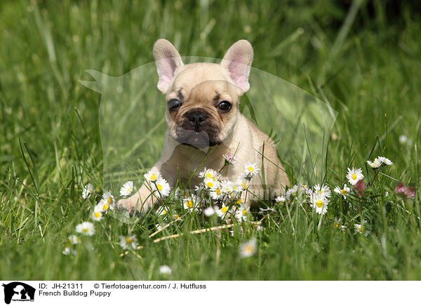 Franzsische Bulldogge Welpe / French Bulldog Puppy / JH-21311