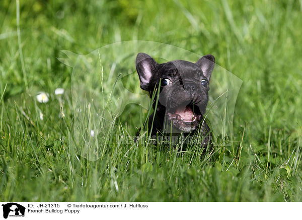 Franzsische Bulldogge Welpe / French Bulldog Puppy / JH-21315