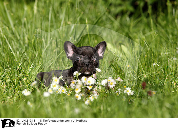 Franzsische Bulldogge Welpe / French Bulldog Puppy / JH-21318
