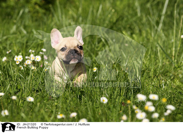Franzsische Bulldogge Welpe / French Bulldog Puppy / JH-21320