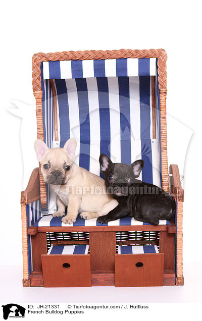 Franzsische Bulldoggen Welpen / French Bulldog Puppies / JH-21331