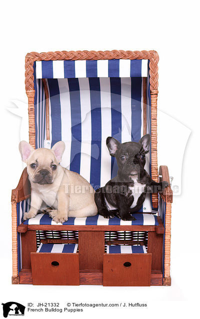 Franzsische Bulldoggen Welpen / French Bulldog Puppies / JH-21332