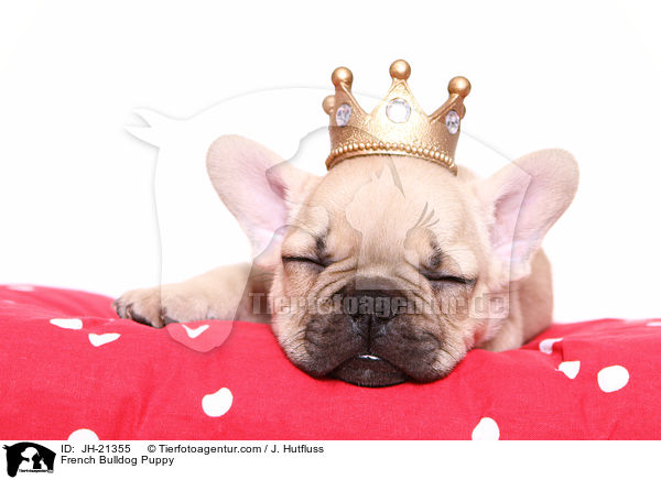 Franzsische Bulldogge Welpe / French Bulldog Puppy / JH-21355