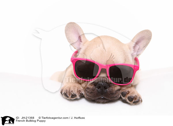 Franzsische Bulldogge Welpe / French Bulldog Puppy / JH-21368