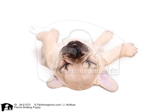 Franzsische Bulldogge Welpe / French Bulldog Puppy / JH-21373