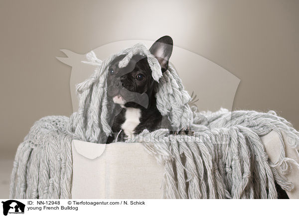 junge Franzsische Bulldogge / young French Bulldog / NN-12948