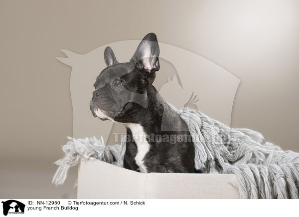 junge Franzsische Bulldogge / young French Bulldog / NN-12950