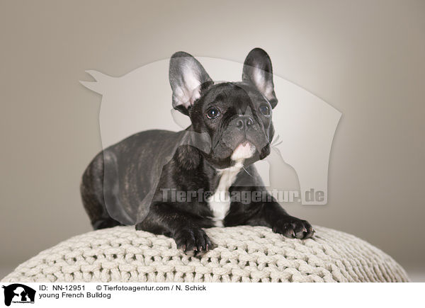 junge Franzsische Bulldogge / young French Bulldog / NN-12951