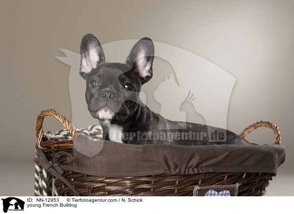 junge Franzsische Bulldogge / young French Bulldog / NN-12953