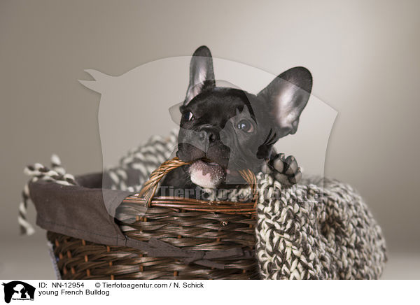 junge Franzsische Bulldogge / young French Bulldog / NN-12954