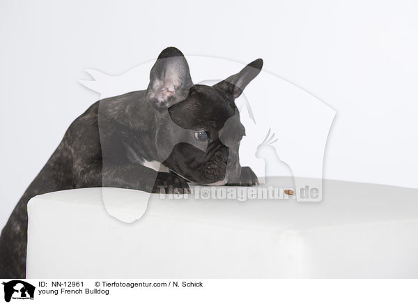 junge Franzsische Bulldogge / young French Bulldog / NN-12961