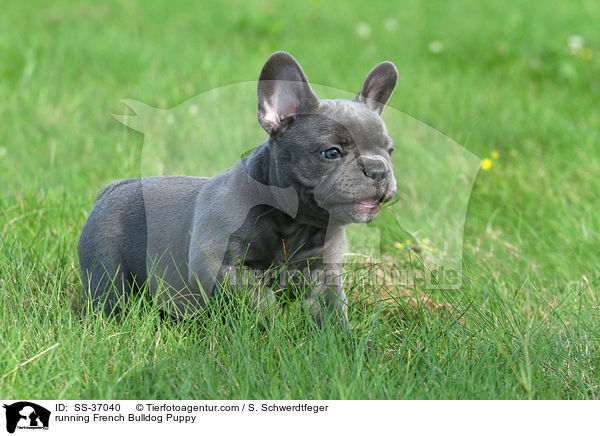 rennender Franzsische Bulldogge Welpe / running French Bulldog Puppy / SS-37040