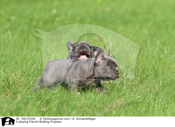 2 spielende Franzsische Bulldogge Welpen / 2 playing French Bulldog Puppies / SS-37049