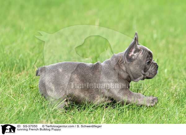 rennender Franzsische Bulldogge Welpe / running French Bulldog Puppy / SS-37050