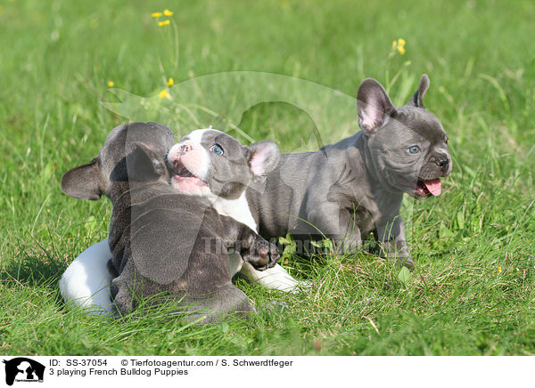 3 spielende Franzsische Bulldogge Welpen / 3 playing French Bulldog Puppies / SS-37054