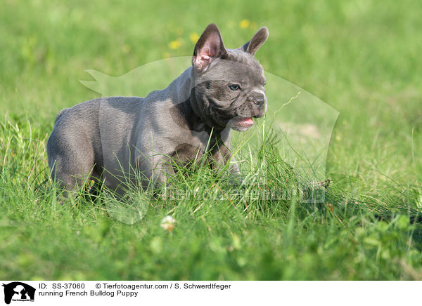 rennender Franzsische Bulldogge Welpe / running French Bulldog Puppy / SS-37060