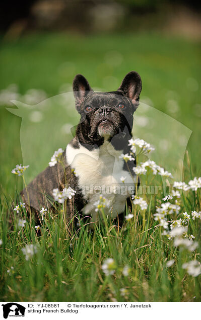 sitzende Franzsische Bulldogge / sitting French Bulldog / YJ-08581