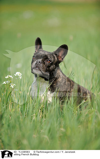 sitzende Franzsische Bulldogge / sitting French Bulldog / YJ-08583