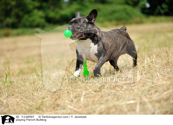 spielende Franzsische Bulldogge / playing French Bulldog / YJ-08597