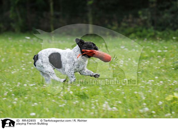 spielende Franzsische Bulldogge / playing French Bulldog / RR-62855
