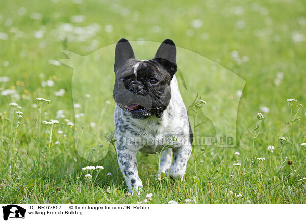 laufende Franzsische Bulldogge / walking French Bulldog / RR-62857