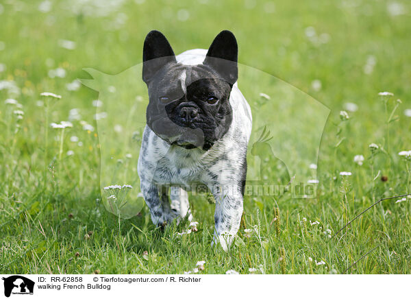 laufende Franzsische Bulldogge / walking French Bulldog / RR-62858