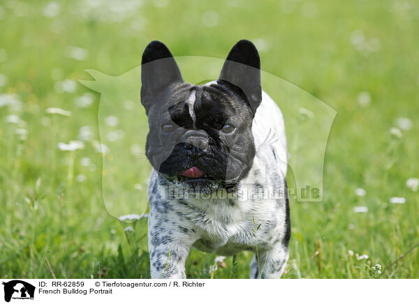 Franzsische Bulldogge Portrait / French Bulldog Portrait / RR-62859