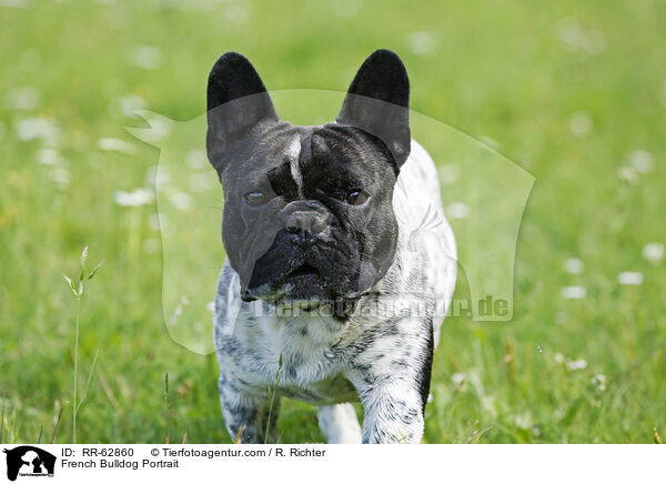 Franzsische Bulldogge Portrait / French Bulldog Portrait / RR-62860