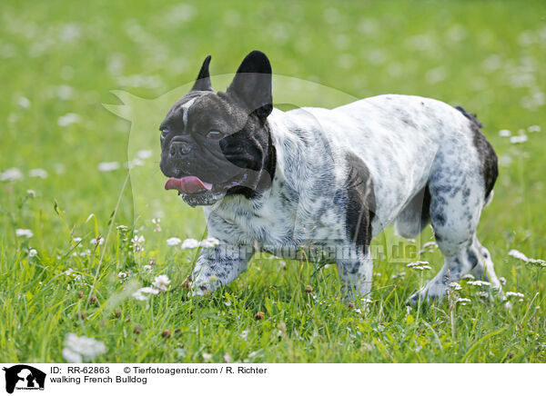 laufende Franzsische Bulldogge / walking French Bulldog / RR-62863
