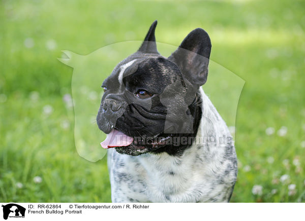 Franzsische Bulldogge Portrait / French Bulldog Portrait / RR-62864