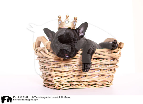 Franzsische Bulldogge Welpe / French Bulldog Puppy / JH-22167