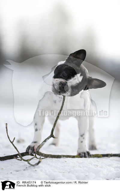 Franzsische Bulldogge mit Stock / French Bulldog with stick / RR-65174