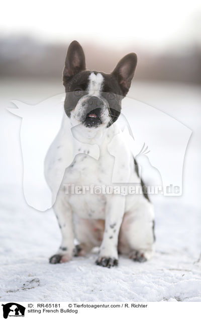 sitzende Franzsische Bulldogge / sitting French Bulldog / RR-65181