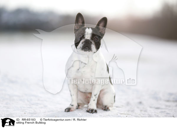 sitzende Franzsische Bulldogge / sitting French Bulldog / RR-65183