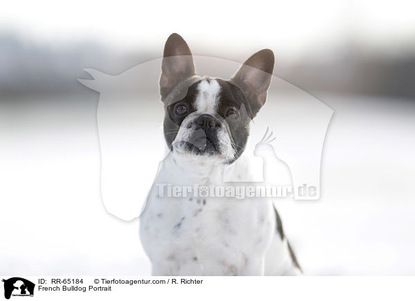 Franzsische Bulldogge Portrait / French Bulldog Portrait / RR-65184
