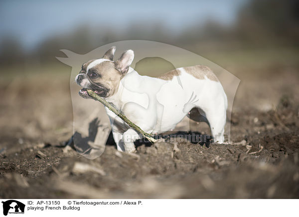 spielende Franzsische Bulldogge / playing French Bulldog / AP-13150